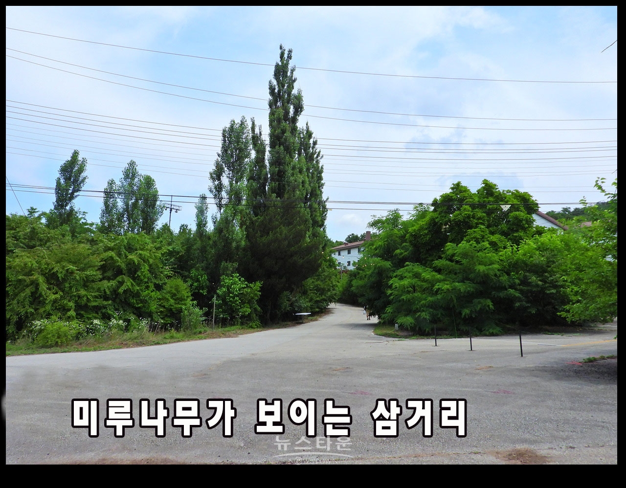 캠프 롱 내에 존치되고 있는 나무, 시설물 관련사진