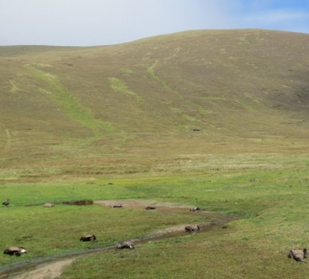사진 :  Foula Heritage
