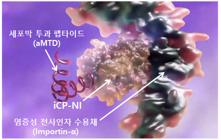 글로벌 동물의약품 1위 제약사와 라이센싱-아웃 (L/O)을 전제로 협의중인 내재면역제어 면역염증치료제 iCP-NI의 약리작용 모식도