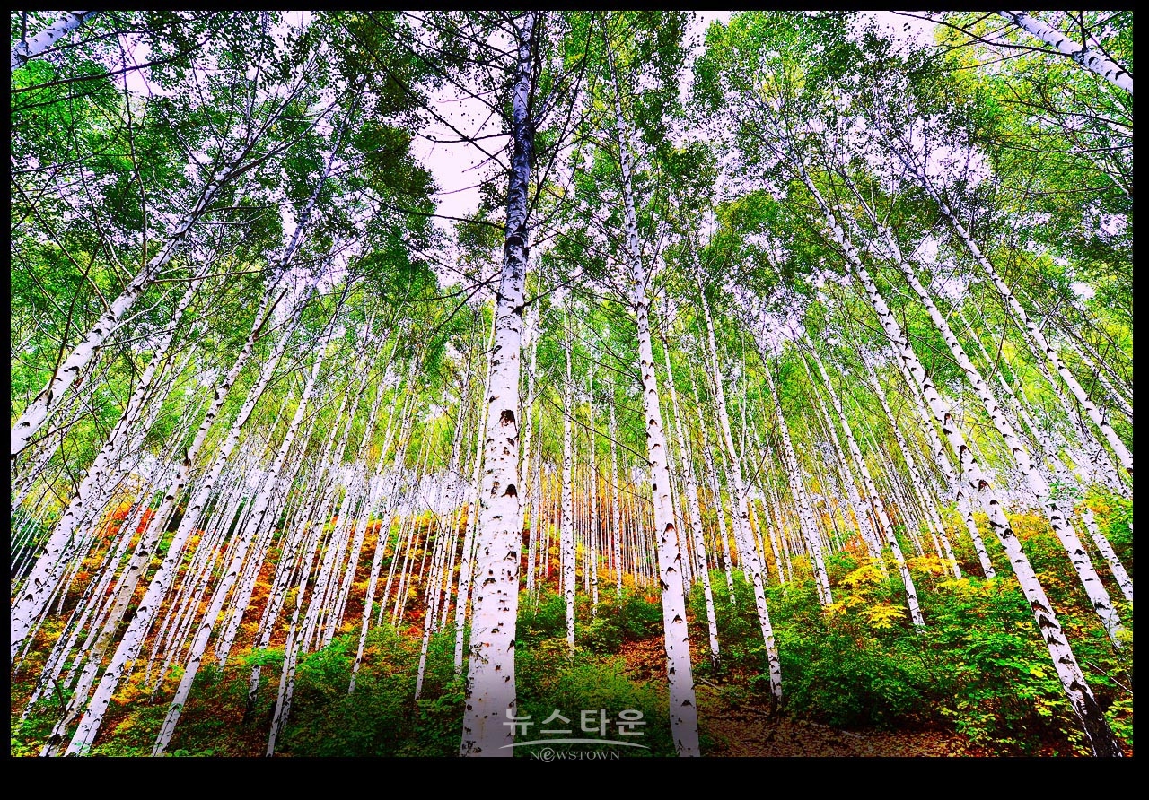 인제자작나무숲 8년 전 10월풍경