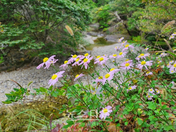 청송 주황산