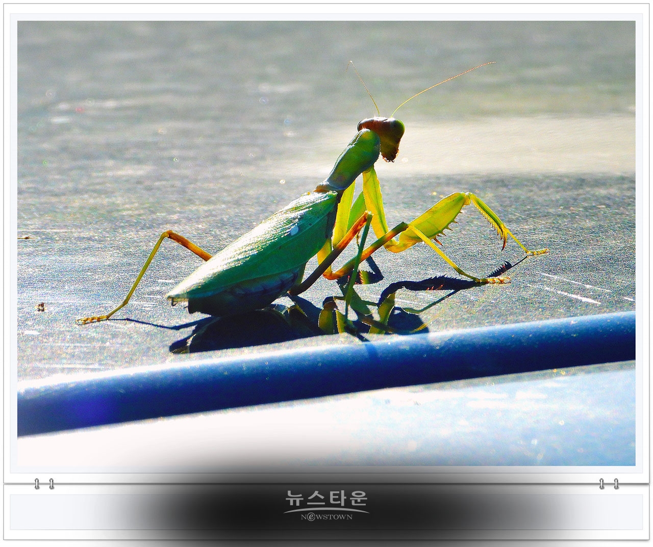 으시시한 무서운 사마귀