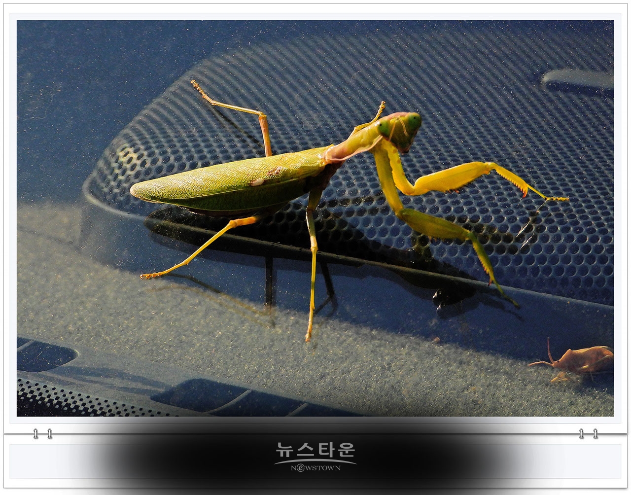 으시시한 무서운 사마귀