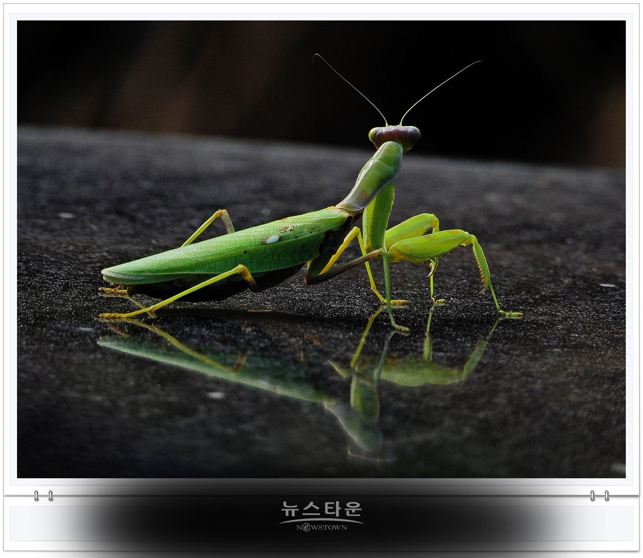 으시시한 무서운 사마귀