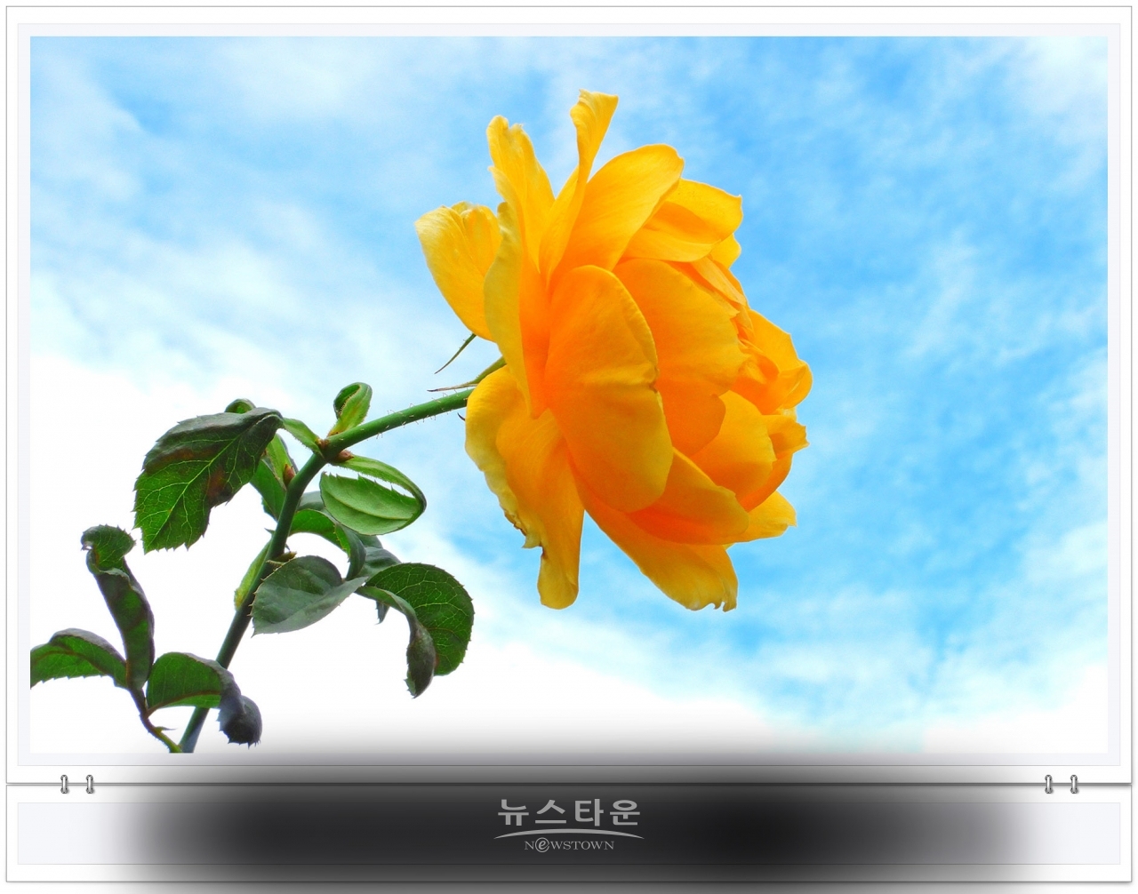 단계동장미공원에서