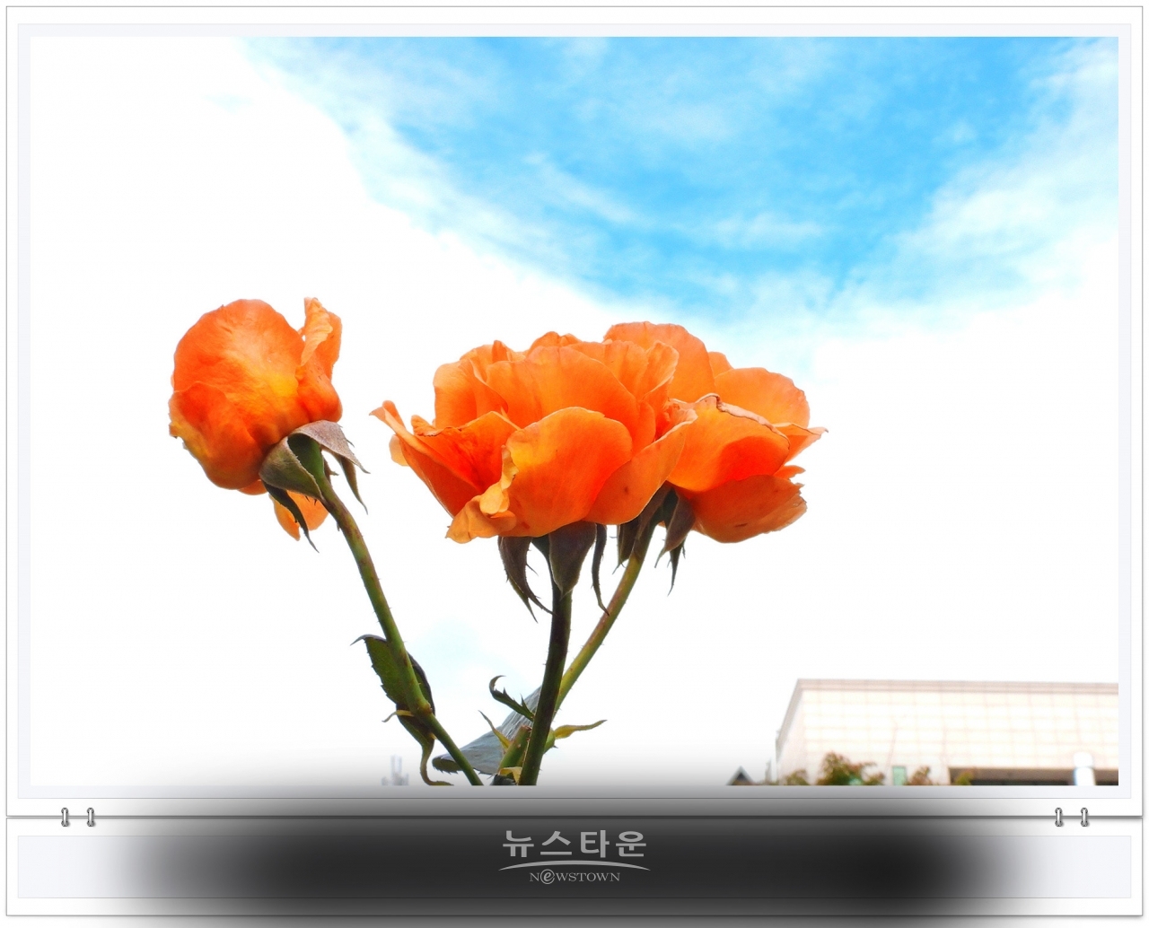 단계동 장미공원에서