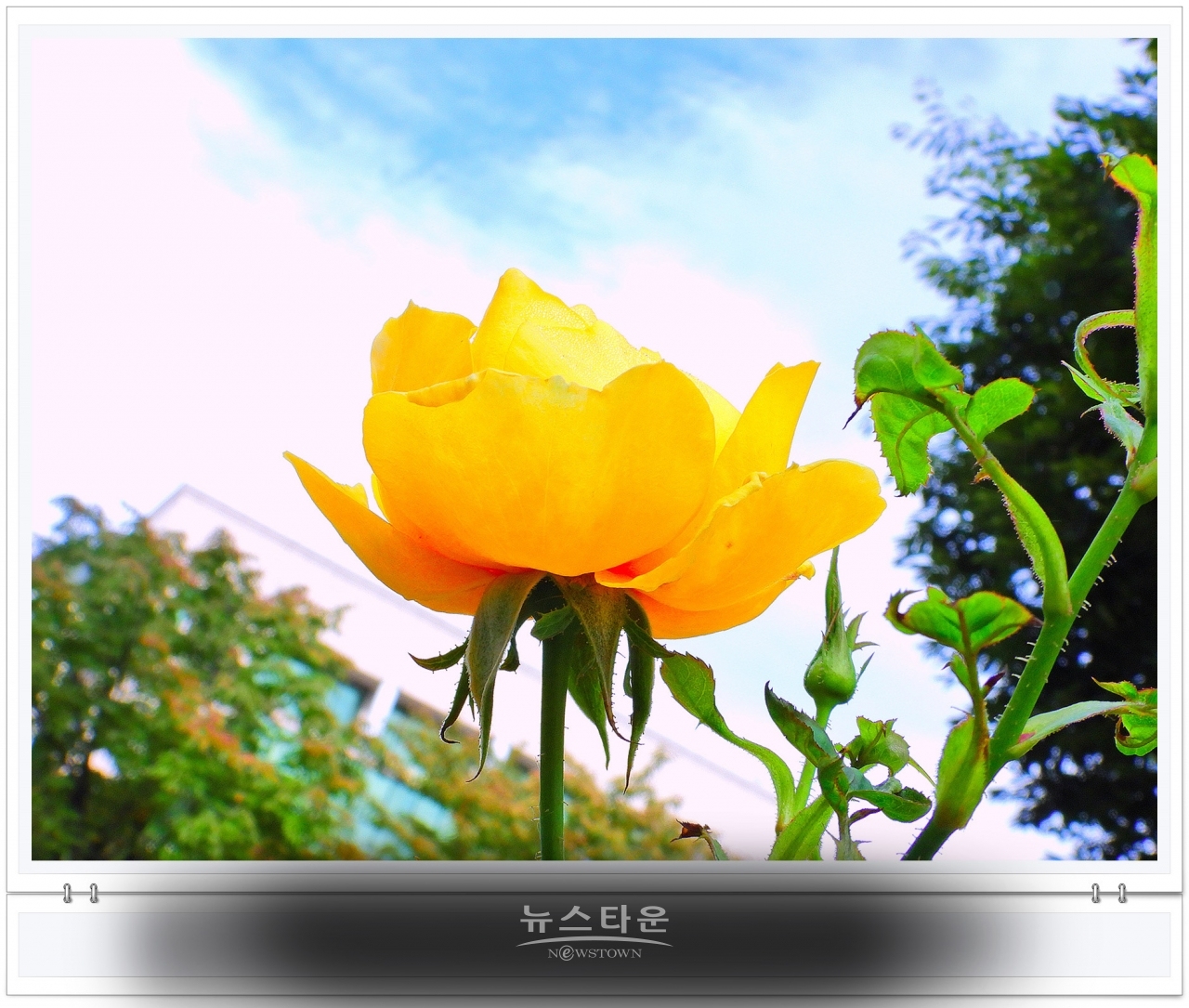 단계동 장미공원에서