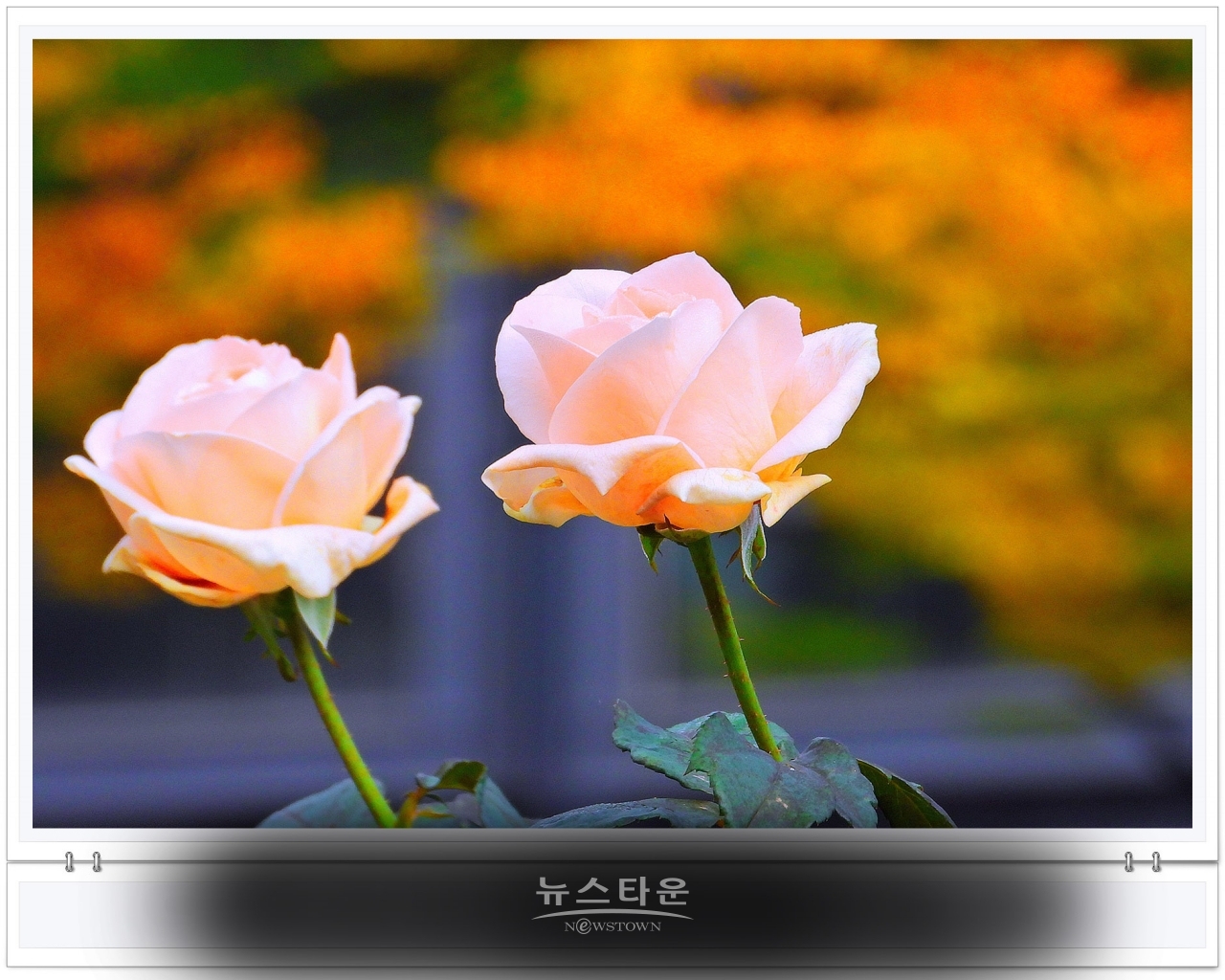 단계동 장미공원에서