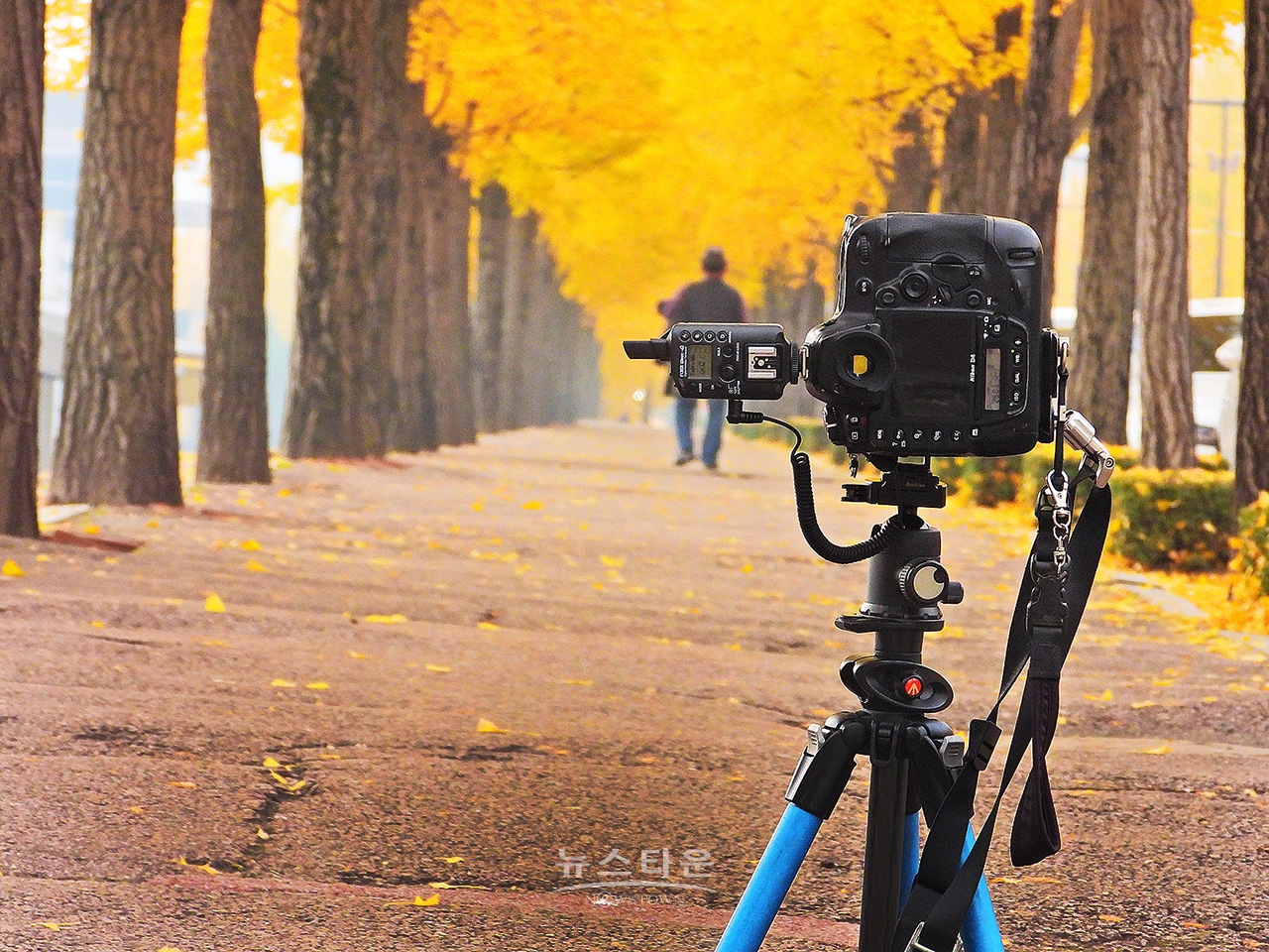 연세대 미래캠퍼스의 가을풍경