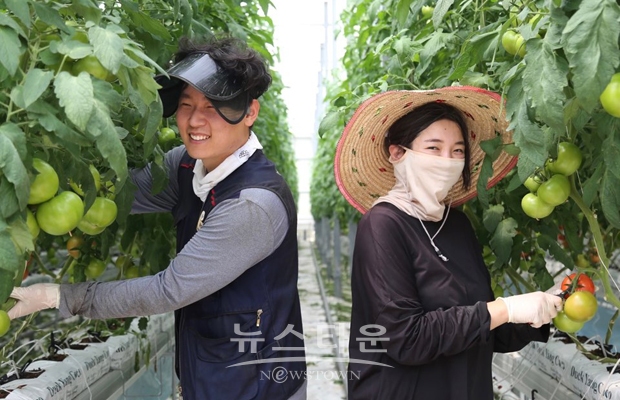 청년 농업인 스마트팜 완숙 토마토 재배