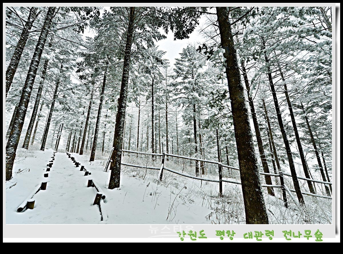 대관령 전나무숲 설경