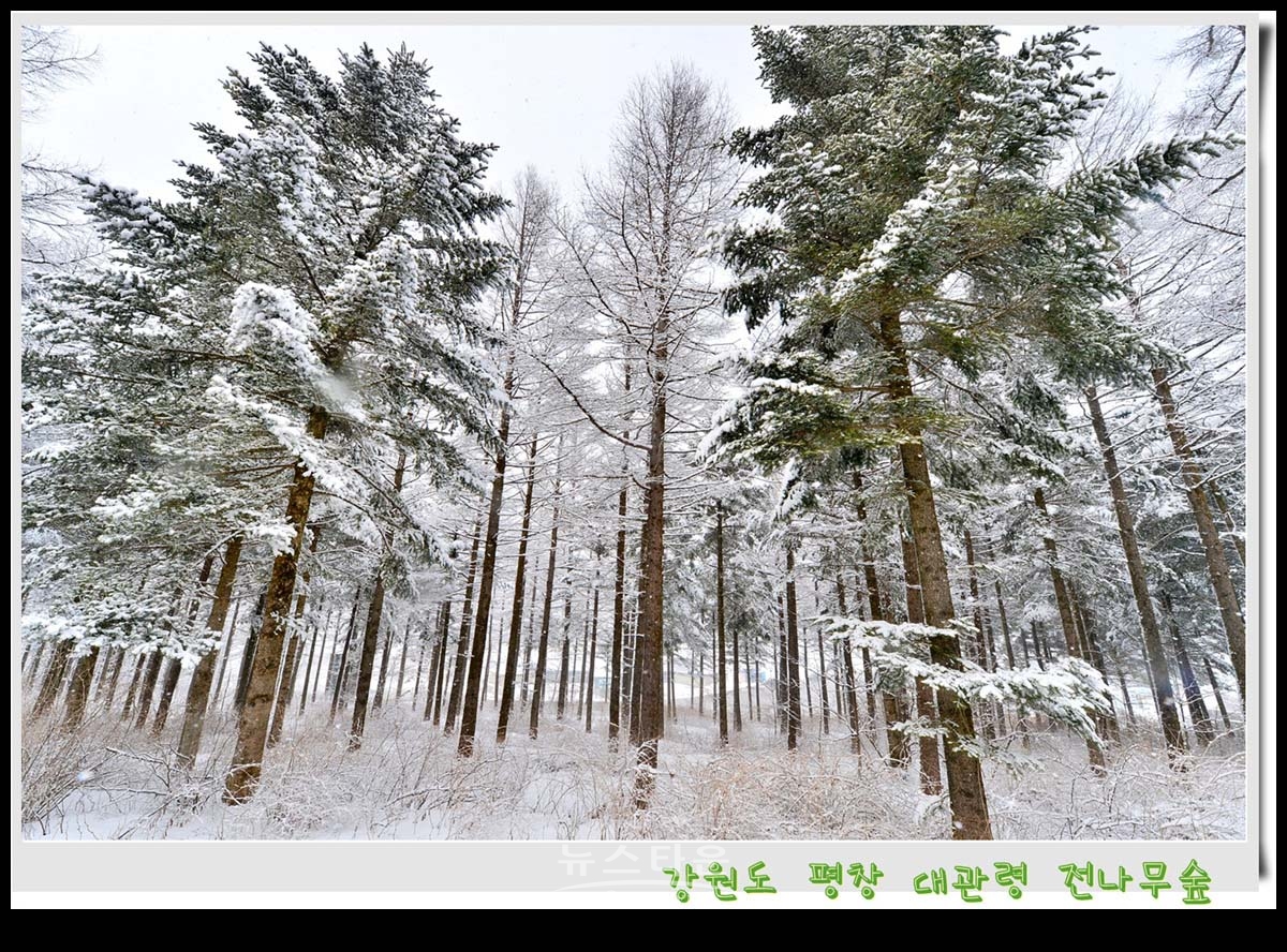 대관령 전나무숲 설경
