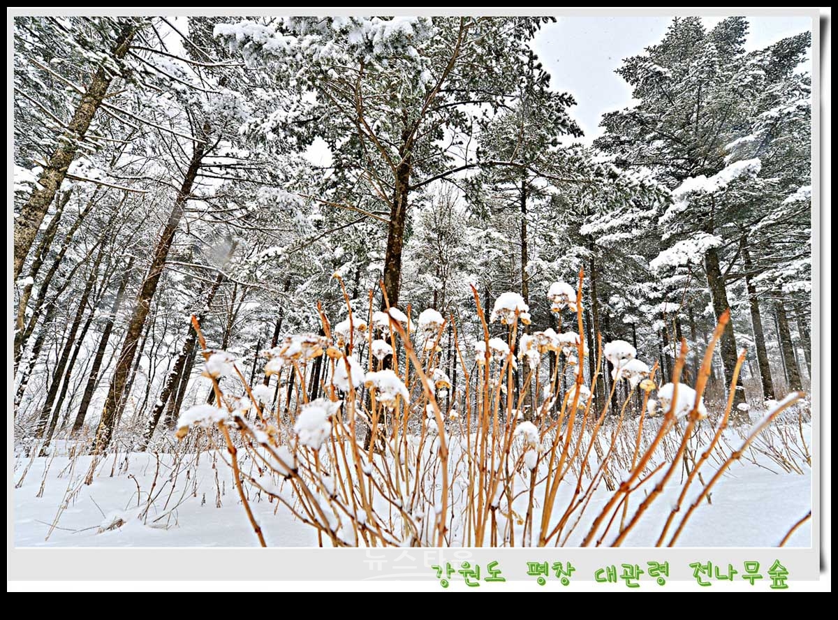 대관령 전나무숲 설경