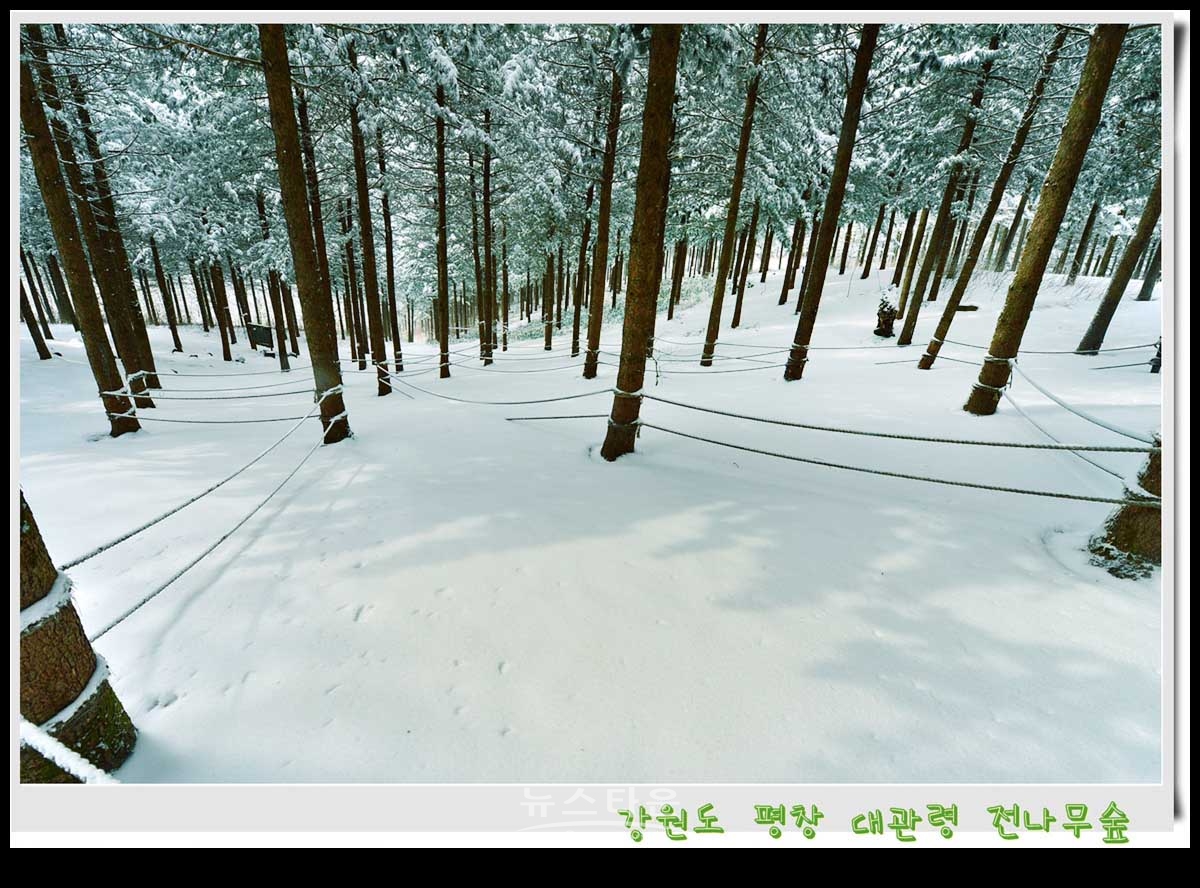 대관령 전나무숲 설경