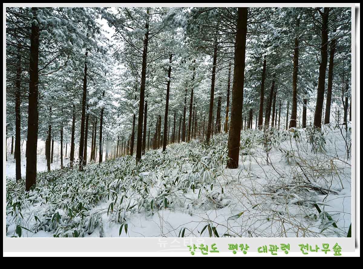대관령 전나무숲 설경