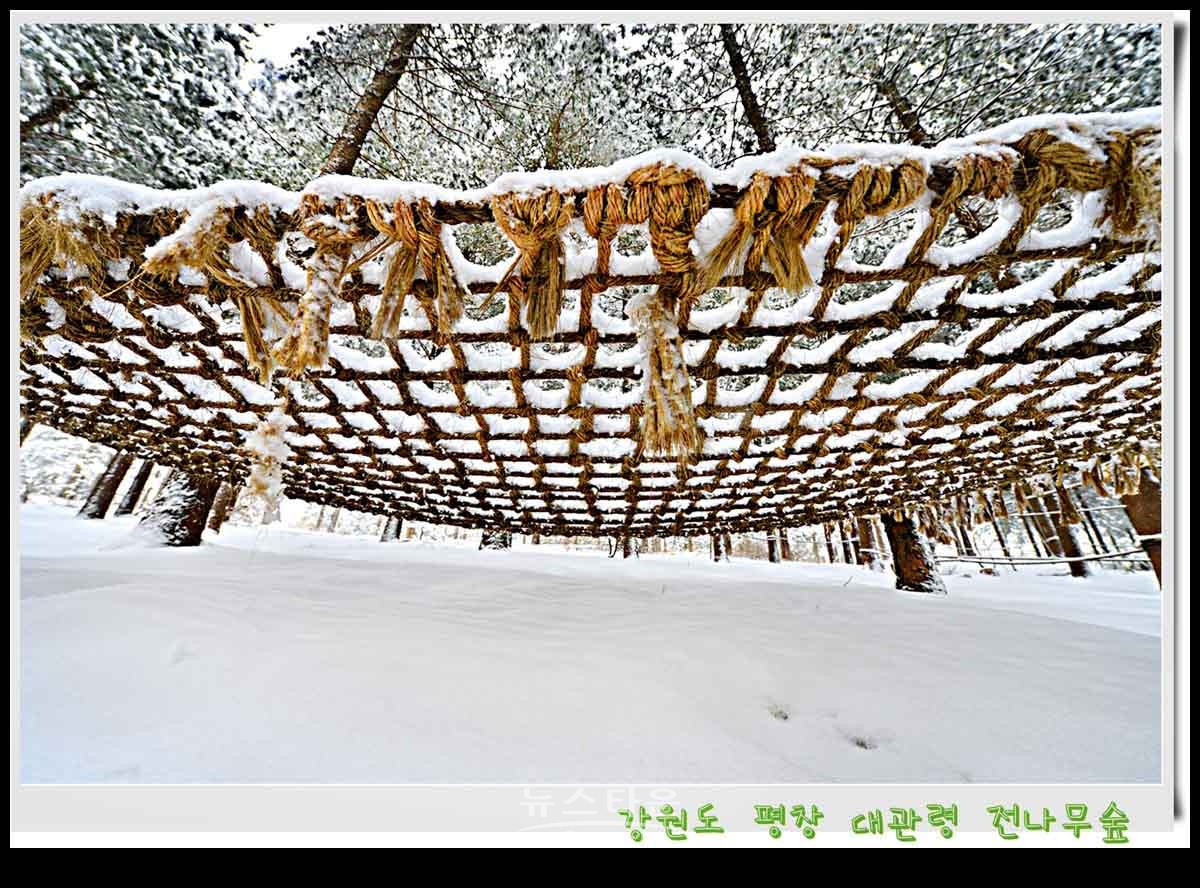 대관령 전나무숲 설경