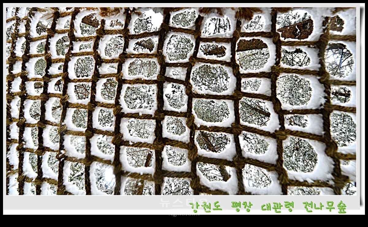 대관령 전나무숲 설경