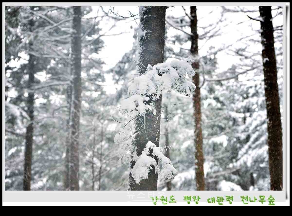 대관령 전나무숲 설경