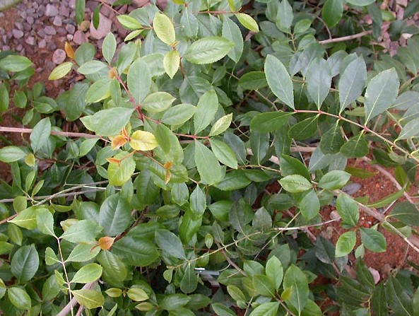 예멘 남성들의 빼놓을 수 없는 기호품 '카트(Khat/Qat) / 사진 : 위키피디아