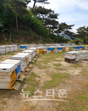 꿀벌