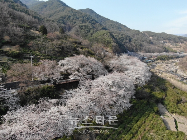 화개 십리벚꽃길