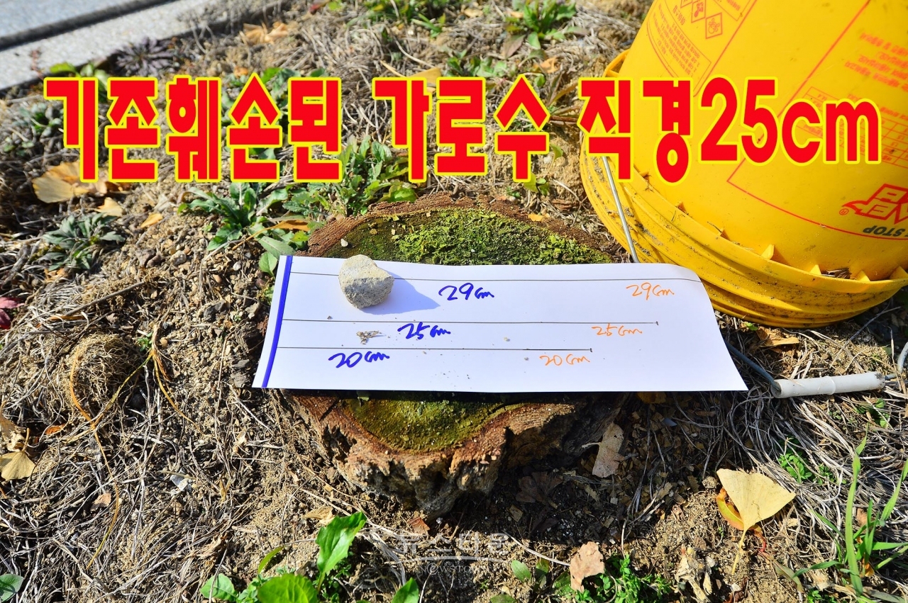 문막농협주유소앞 은행나무가로수가 불법무단 훼손된 장면 나무지름이 약 29cm정도에 이른다.(8그루)