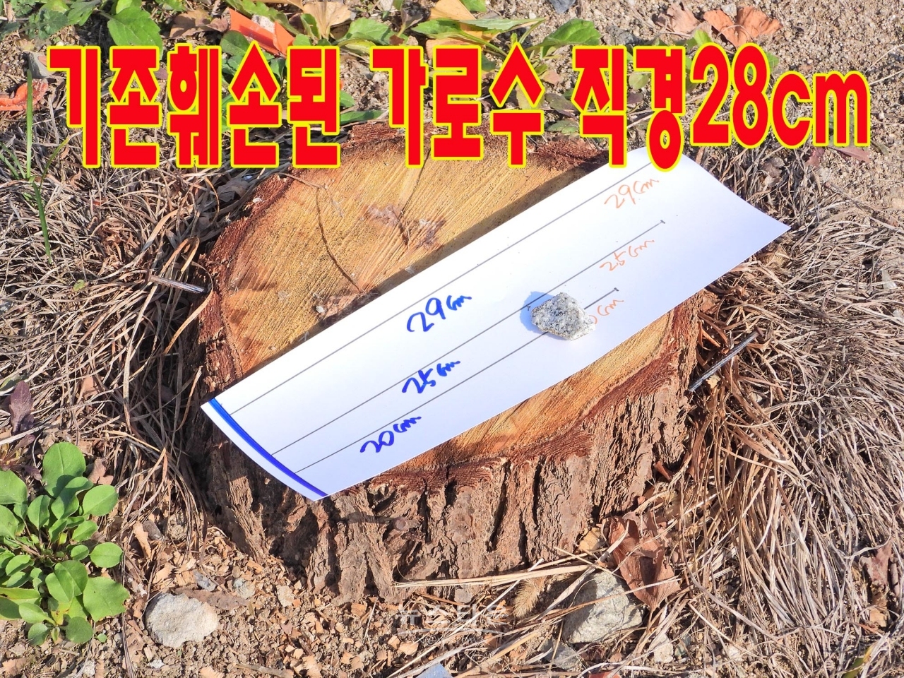 문막농협주유소앞 은행나무가로수가 불법무단 훼손된 장면 나무지름이 약 29cm정도에 이른다.(8그루)