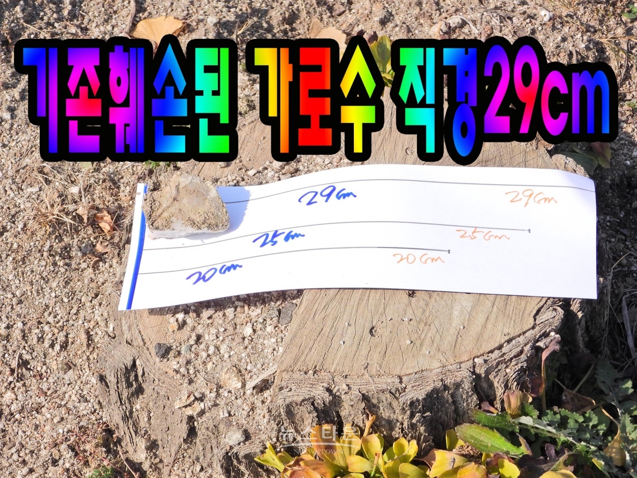 문막농협주유소앞 은행나무가로수가 불법무단 훼손된 장면 나무지름이 약 29cm정도에 이른다.(8그루)