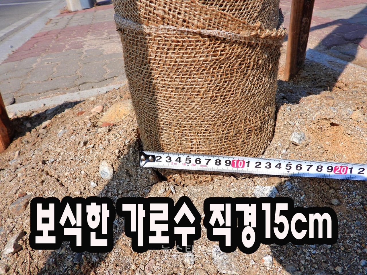 지난해 9월 훼손된가로수 대체 보식한 은행나무 지름이 약 17~8cm에 불과하다. 큰 나무는 고사할 수가 있어 작은것을 심었다는 답변이지만 지난 10여년간 조경사업을 한 원주시로서는 궁색한 변명이다