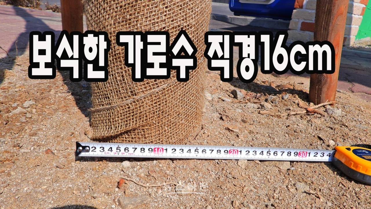 지난해 9월 훼손된가로수 대체 보식한 은행나무 지름이 약 17~8cm에 불과하다. 큰 나무는 고사할 수가 있어 작은것을 심었다는 답변이지만 지난 10여년간 조경사업을 한 원주시로서는 궁색한 변명이다