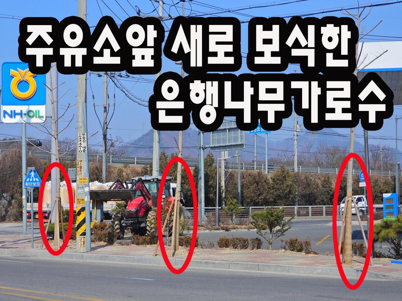 새로보식한 가로수와 기존의 가로수의 차이가 너무나 차이가 난다. 원주시는 회계관리를 제대로 하는지 여부도 파악해야 할것같다.