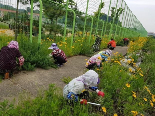 생태계교란 생물 퇴치 작업을 하고 있다.