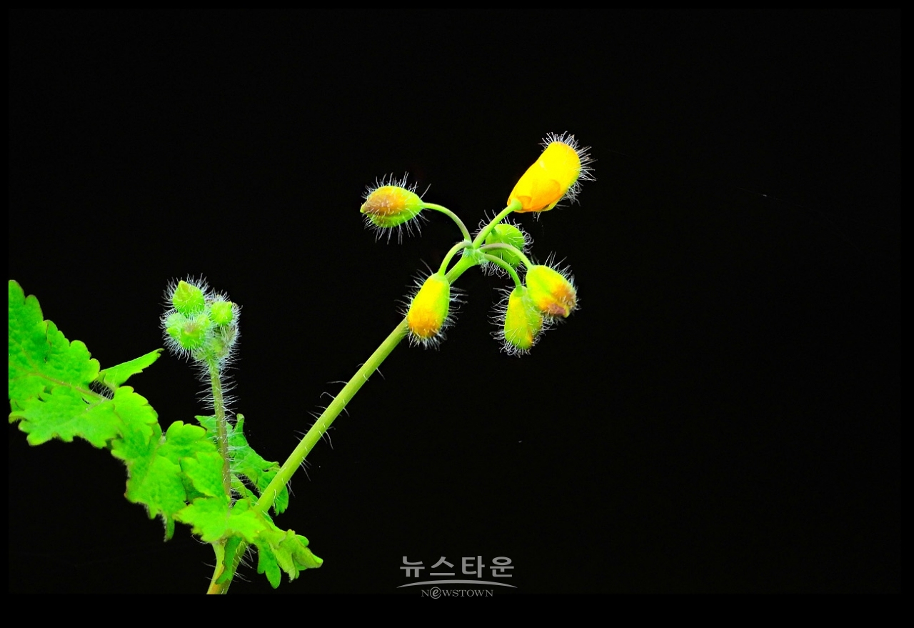 애기똥풀 (백굴채白屈菜)