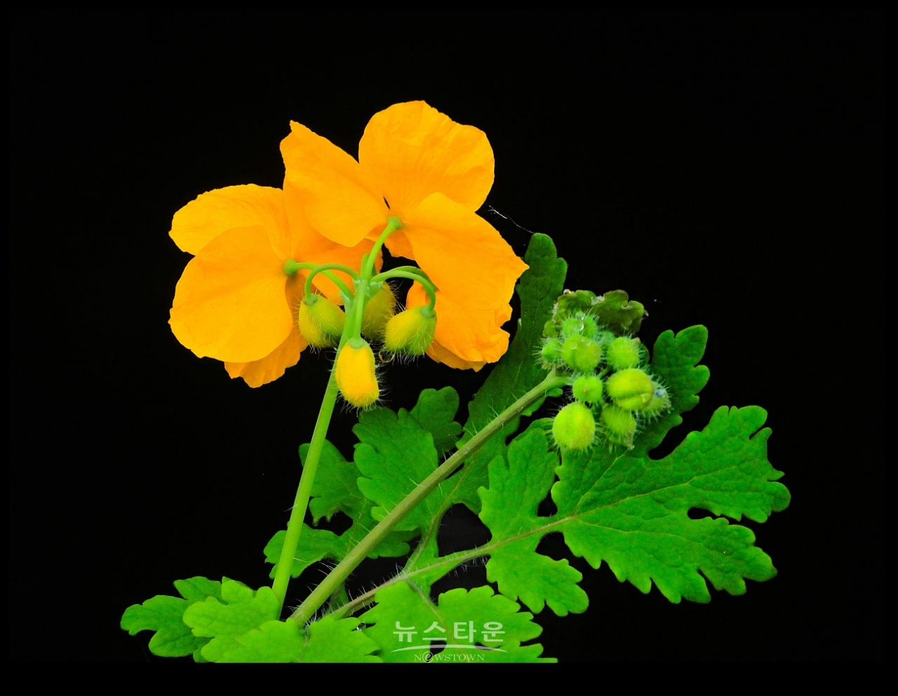 애기똥풀 (백굴채白屈菜)