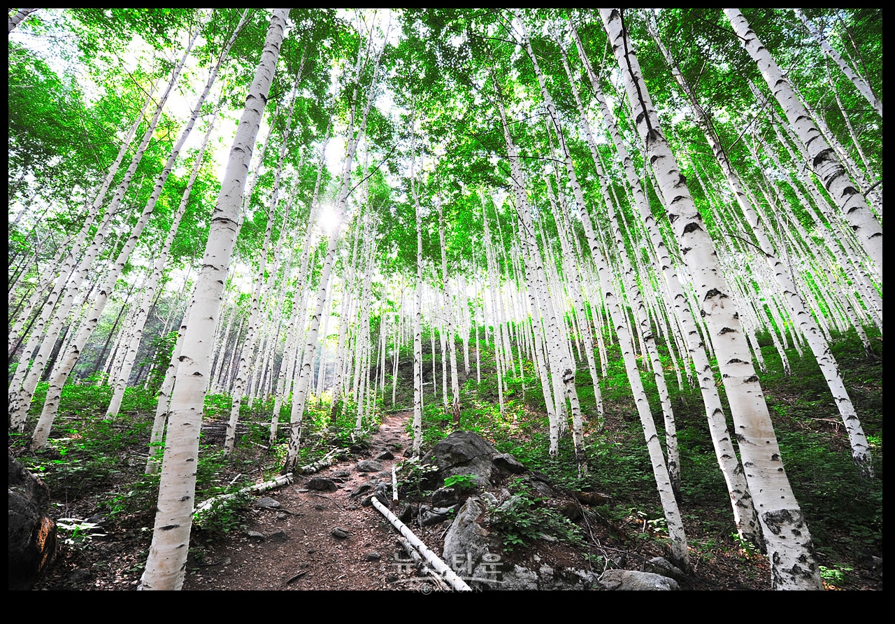 자작나무숲