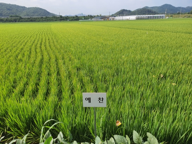예찬벼 재배단지