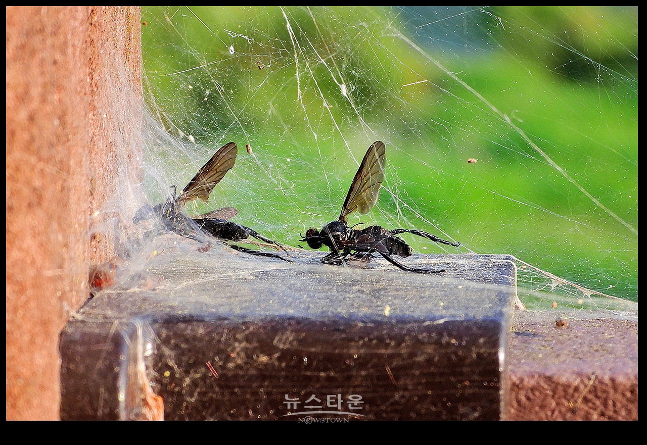 거미의 먹이사냥감
