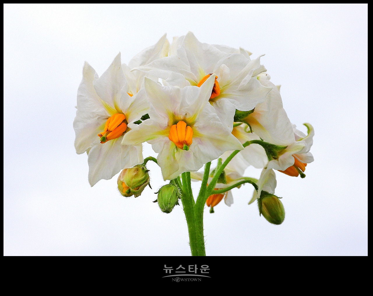 소박하지만 예쁜 감자꽃