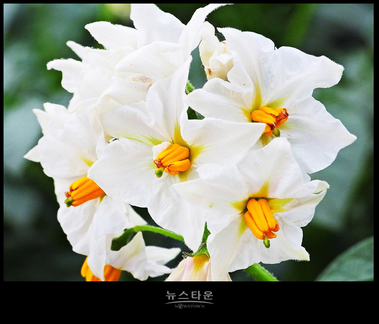 소박하지만 예쁜 감자꽃