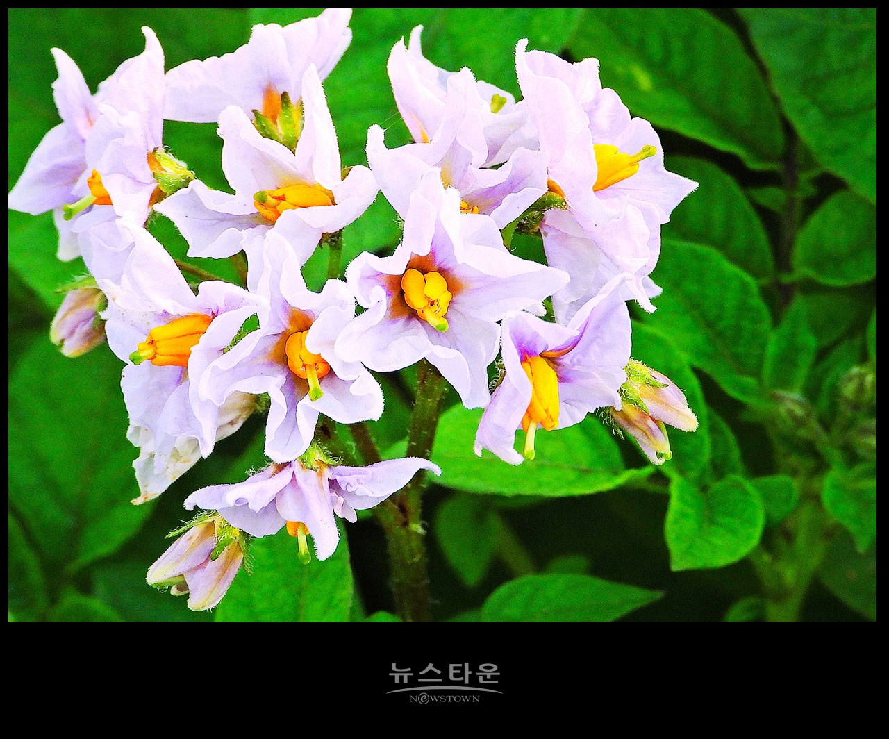소박하지만 예쁜 감자꽃
