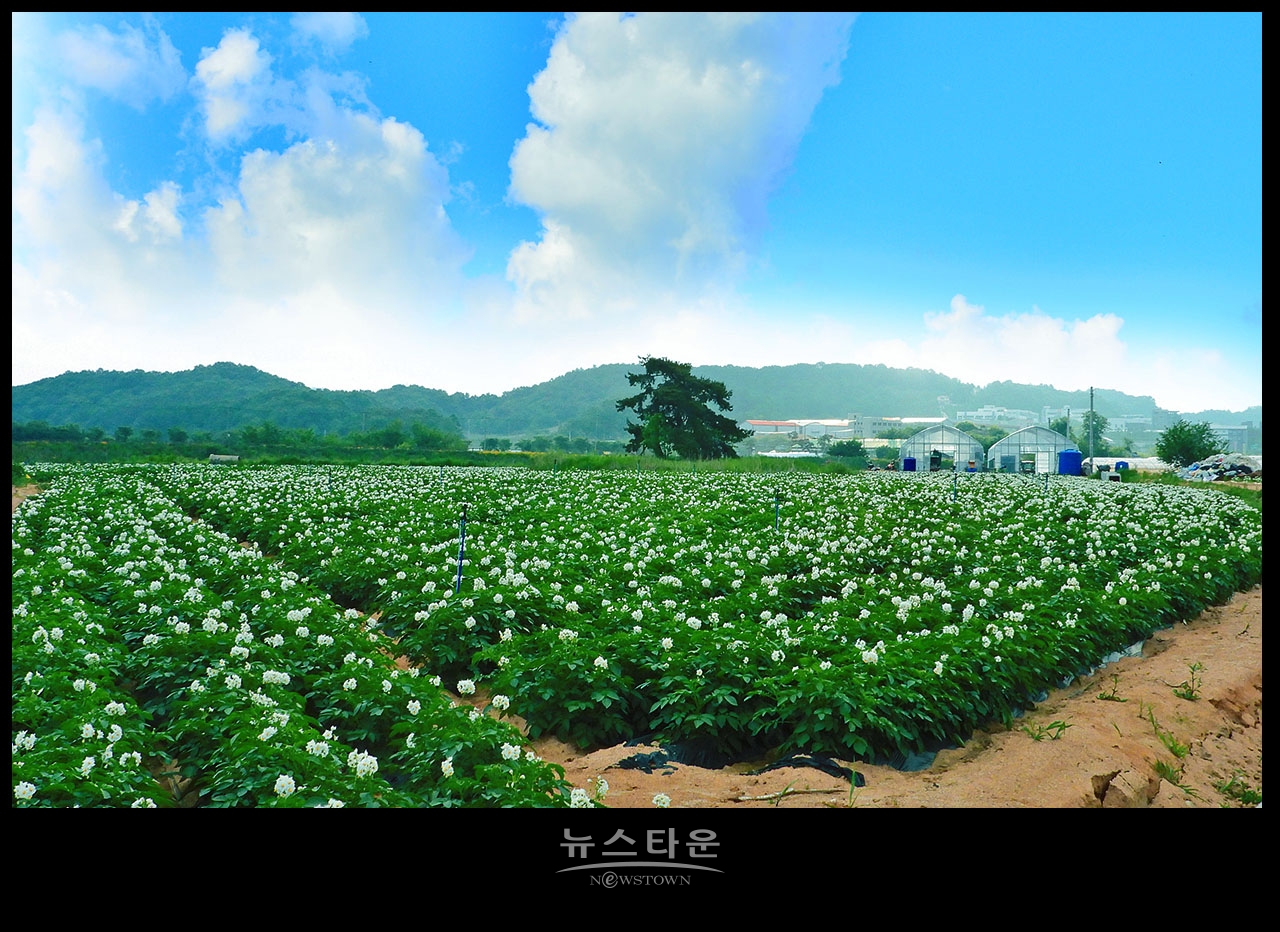 소박하지만 예쁜 감자꽃