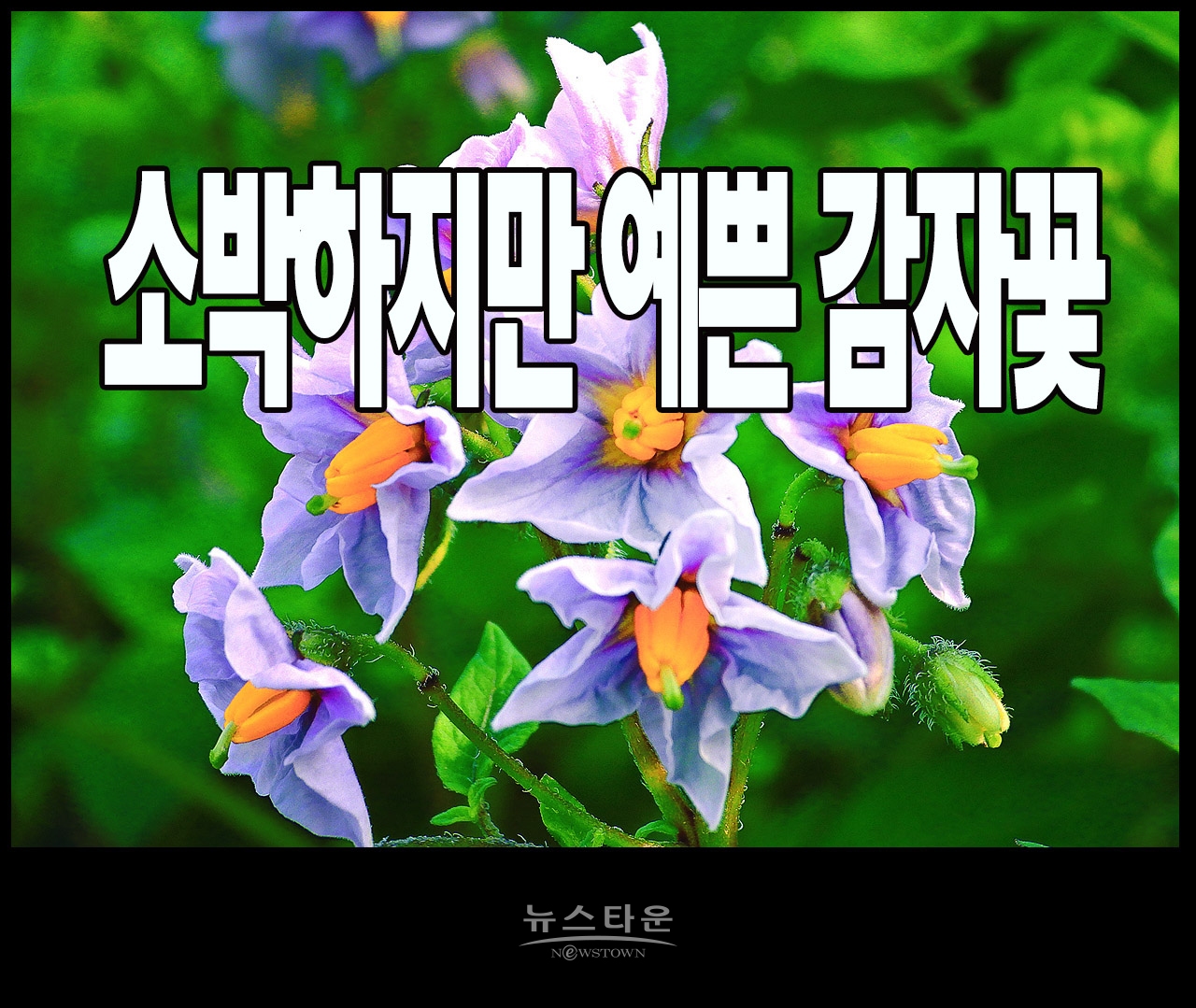 소박하지만 예쁜 감자꽃