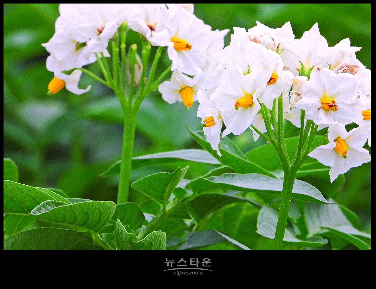 소박하지만 예쁜 감자꽃