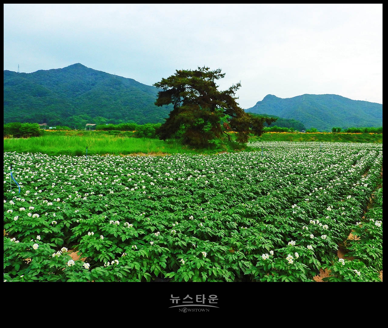 소박하지만 예쁜 감자꽃