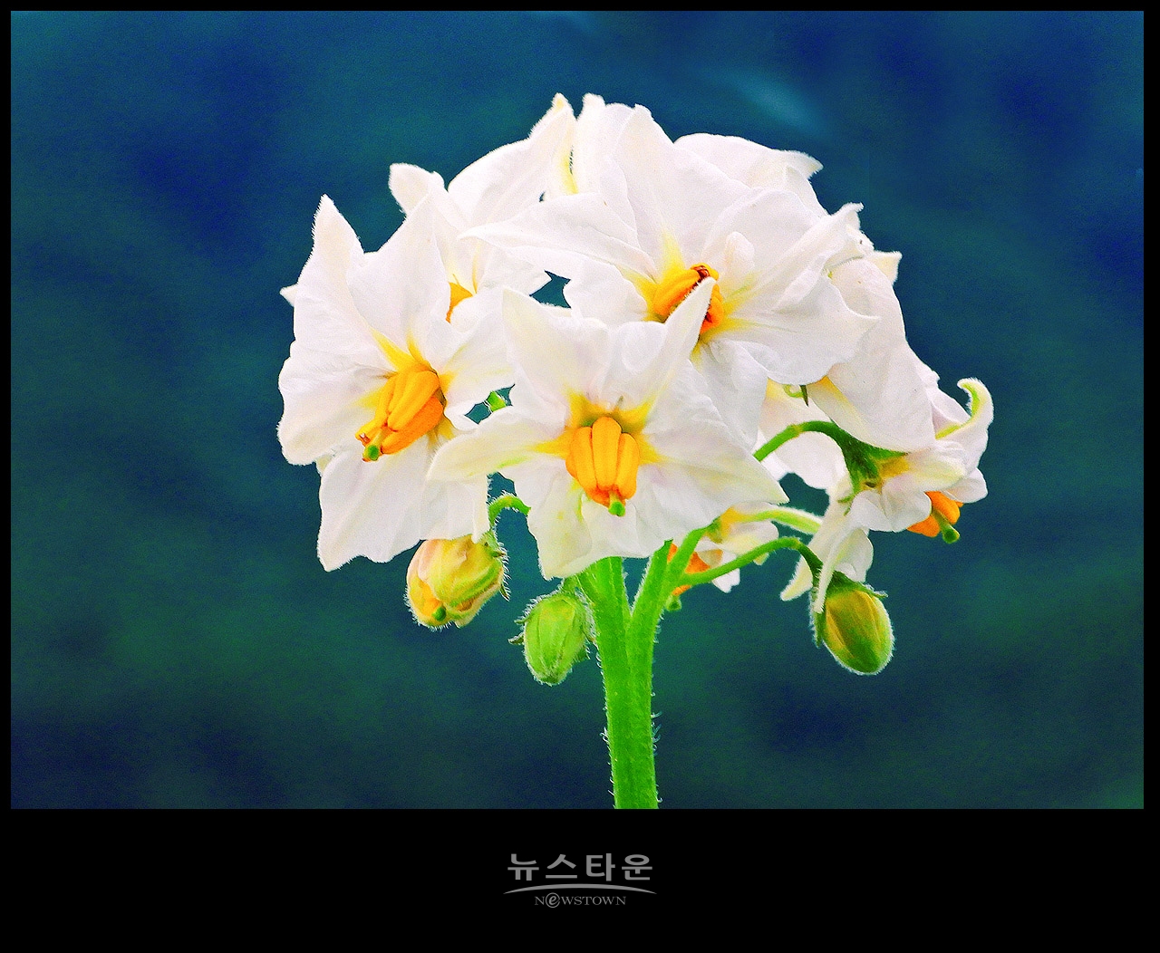 소박하지만 예쁜 감자꽃