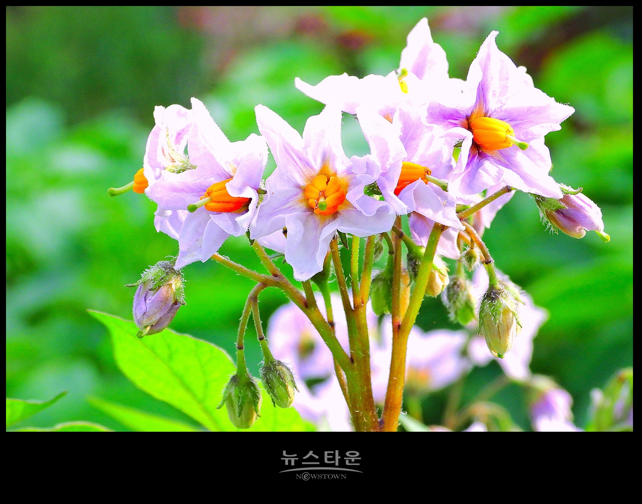 소박하지만 예쁜 감자꽃