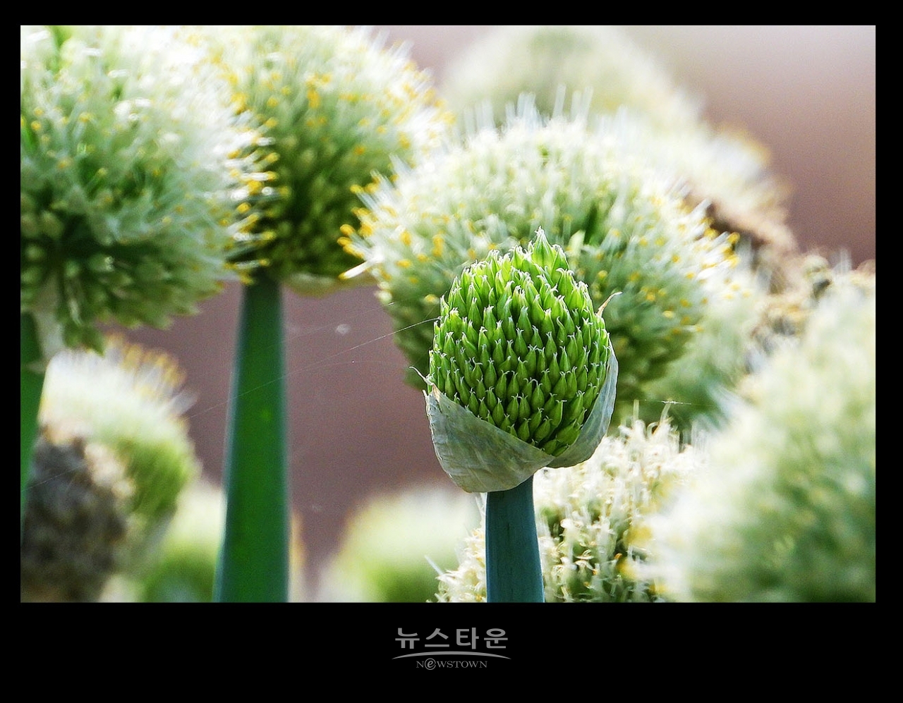 파 종자 씨앗 만들기