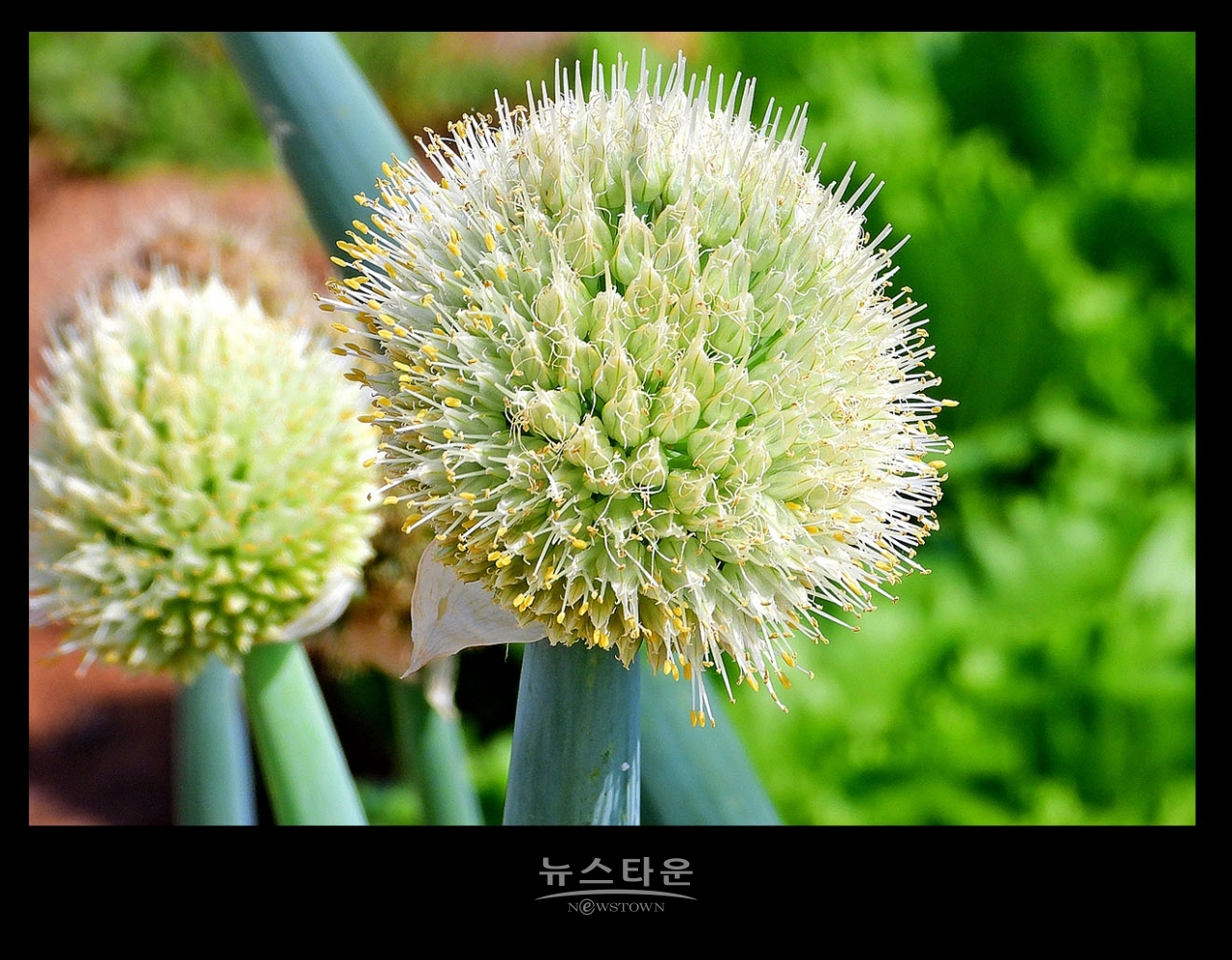 파 종자 씨앗 만들기