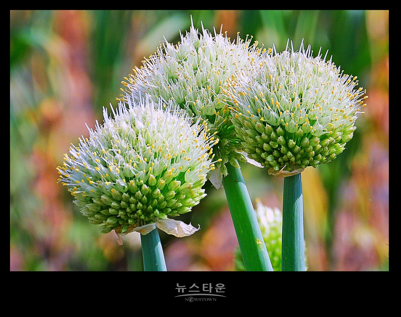 파 종자 씨앗 만들기