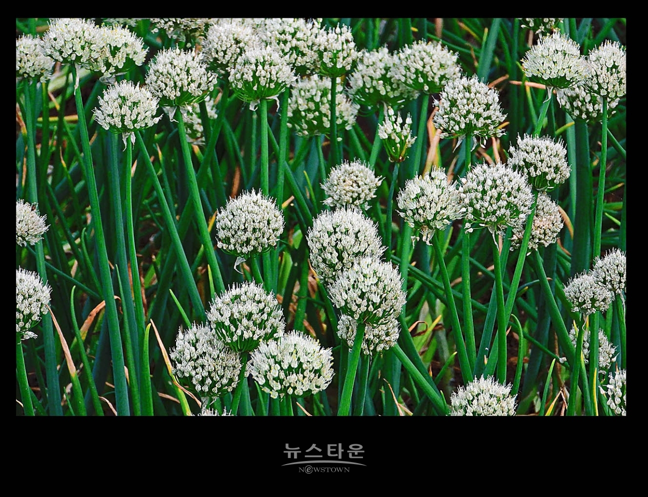 파 종자 씨앗 만들기